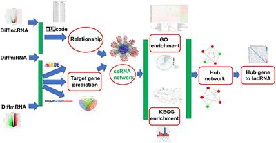 Identification of Potential Signatures and Their Functions for Acute Lymphoblastic Leukemia: A Study Based on the Cancer Genome Atlas